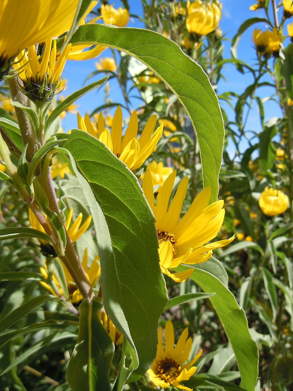 Helianthus maximiliani (Maximilian Perennial Sunflower) (alternate view 9)