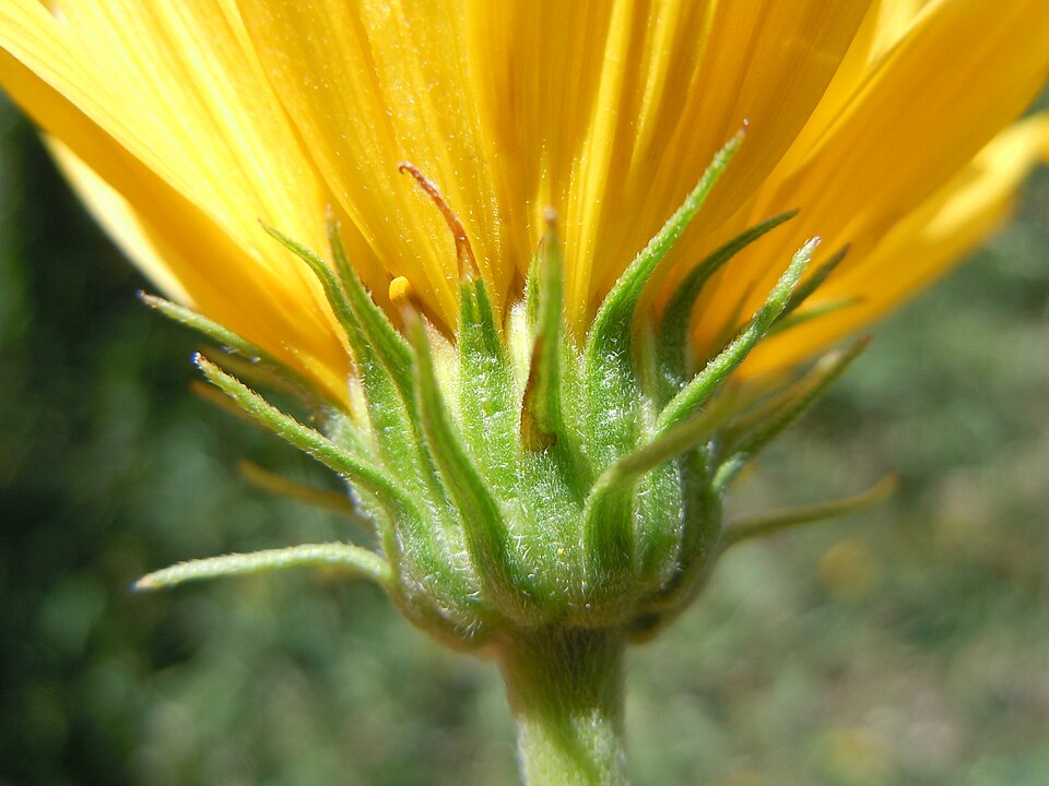 Helianthus maximiliani (Maximilian Perennial Sunflower) (alternate view 10)