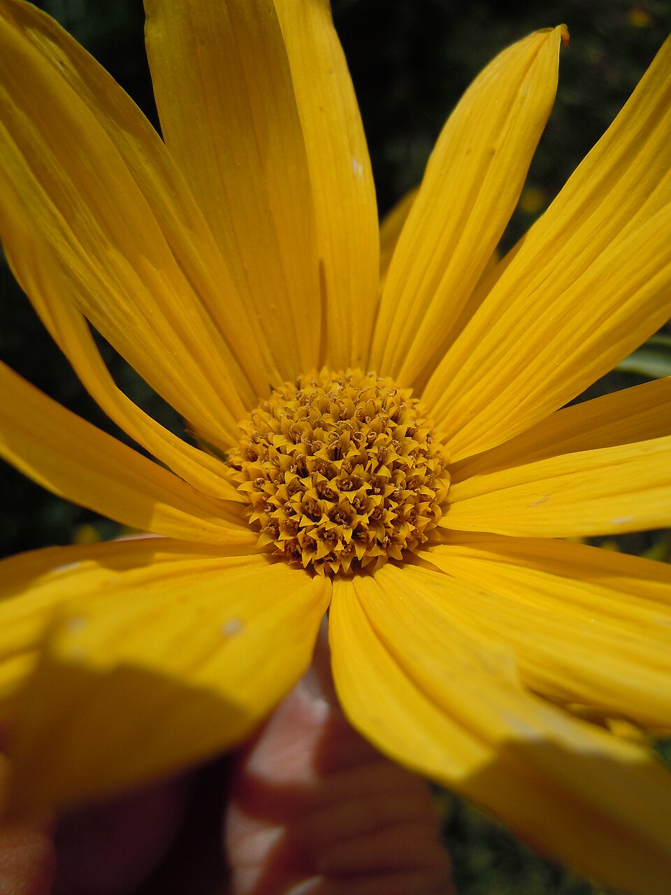 Helianthus maximiliani (Maximilian Perennial Sunflower) (alternate view 11)