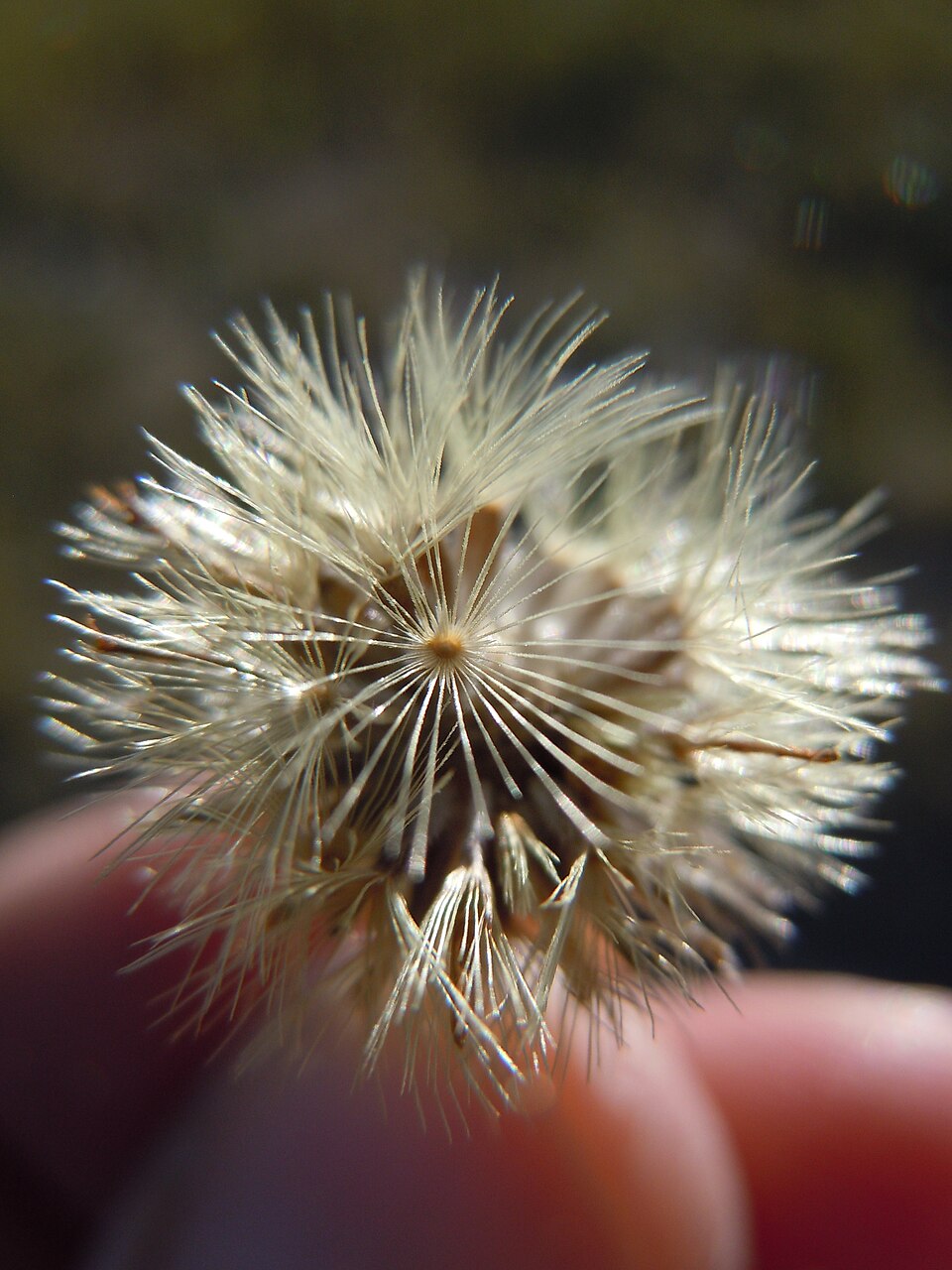 Heterotheca villosa (Hairy Gold Aster) (alternate view 10)