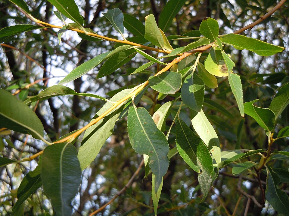 Salix lasiandra (Pacific willow) (alternate view 8)