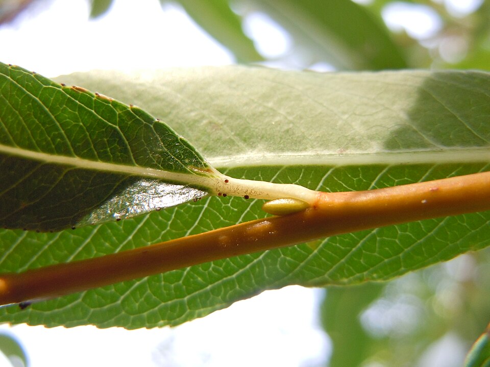 Salix lasiandra (Pacific willow) (alternate view 9)