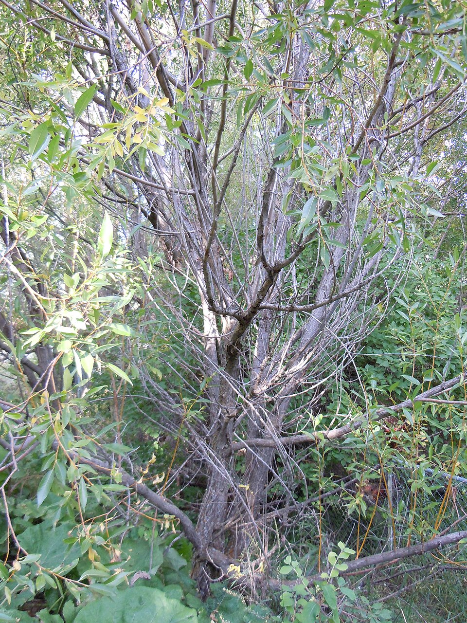 Salix lasiandra (Pacific willow) (alternate view 10)