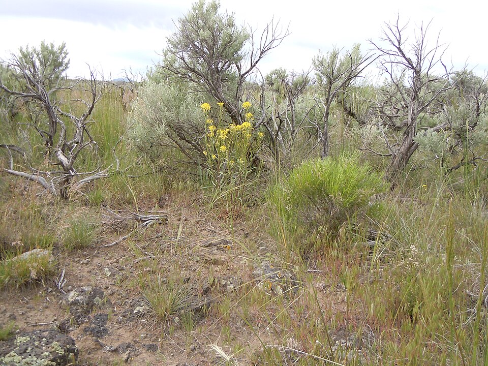 Erysimum capitatum (Western Wallflower)