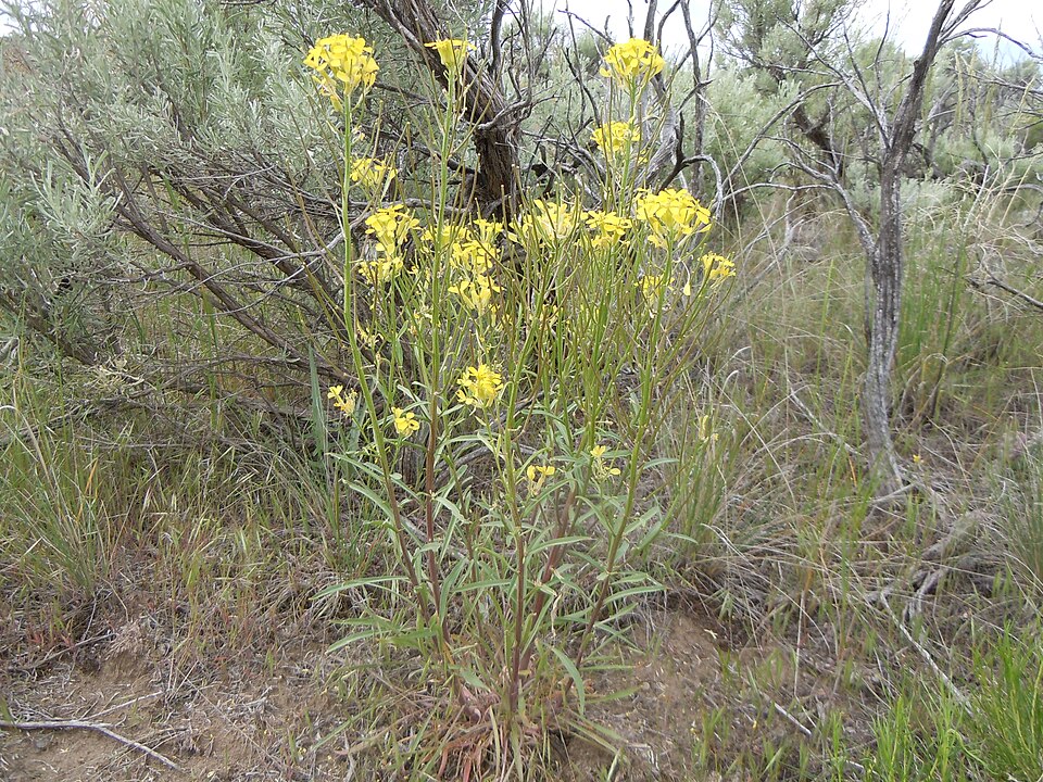 Erysimum capitatum (Western Wallflower)