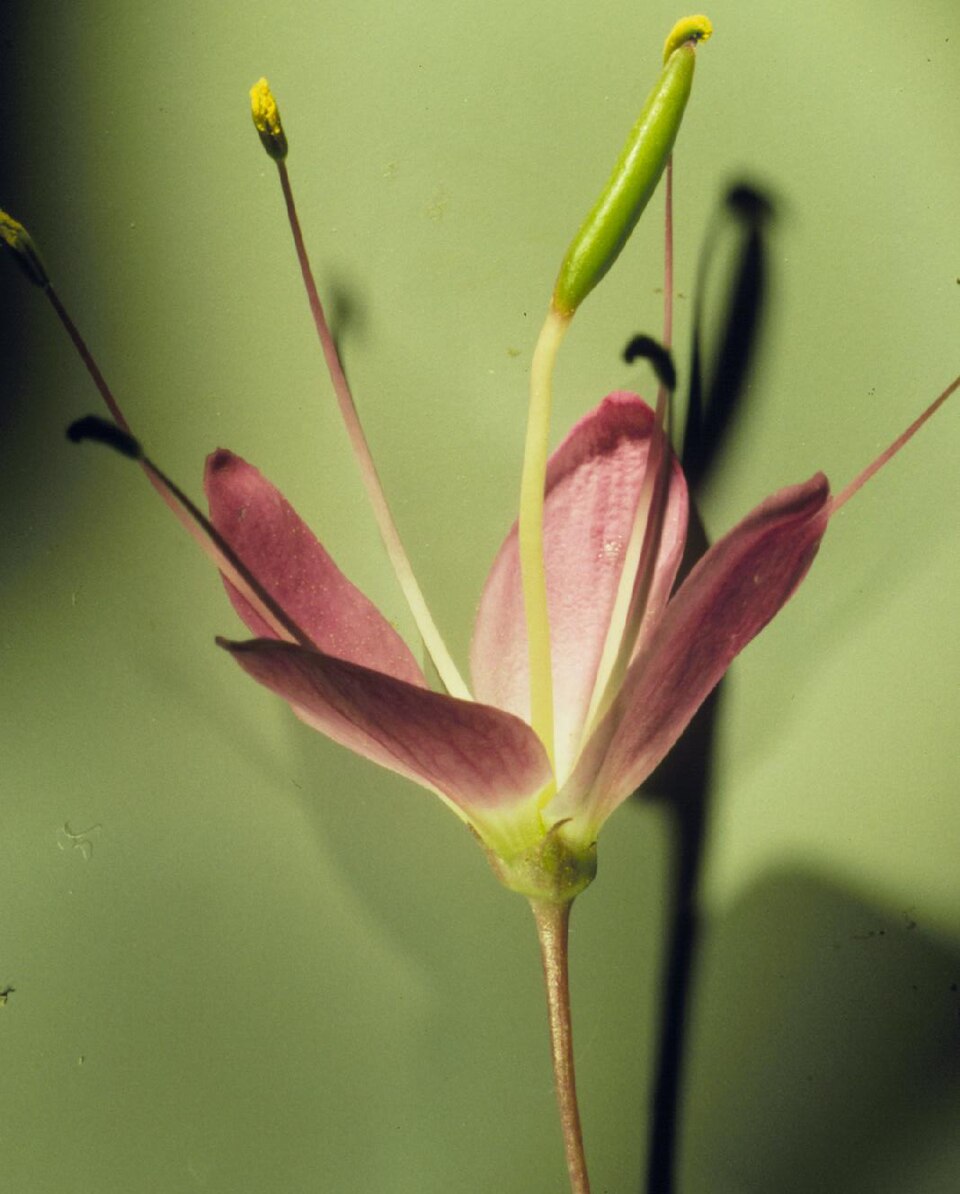 Cleomella serrulata (Rocky Mountain Beeplant) (alternate view 8)