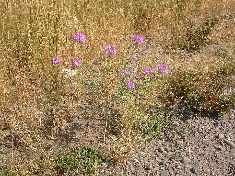 Cleomella serrulata (Rocky Mountain Beeplant) (alternate view 9)