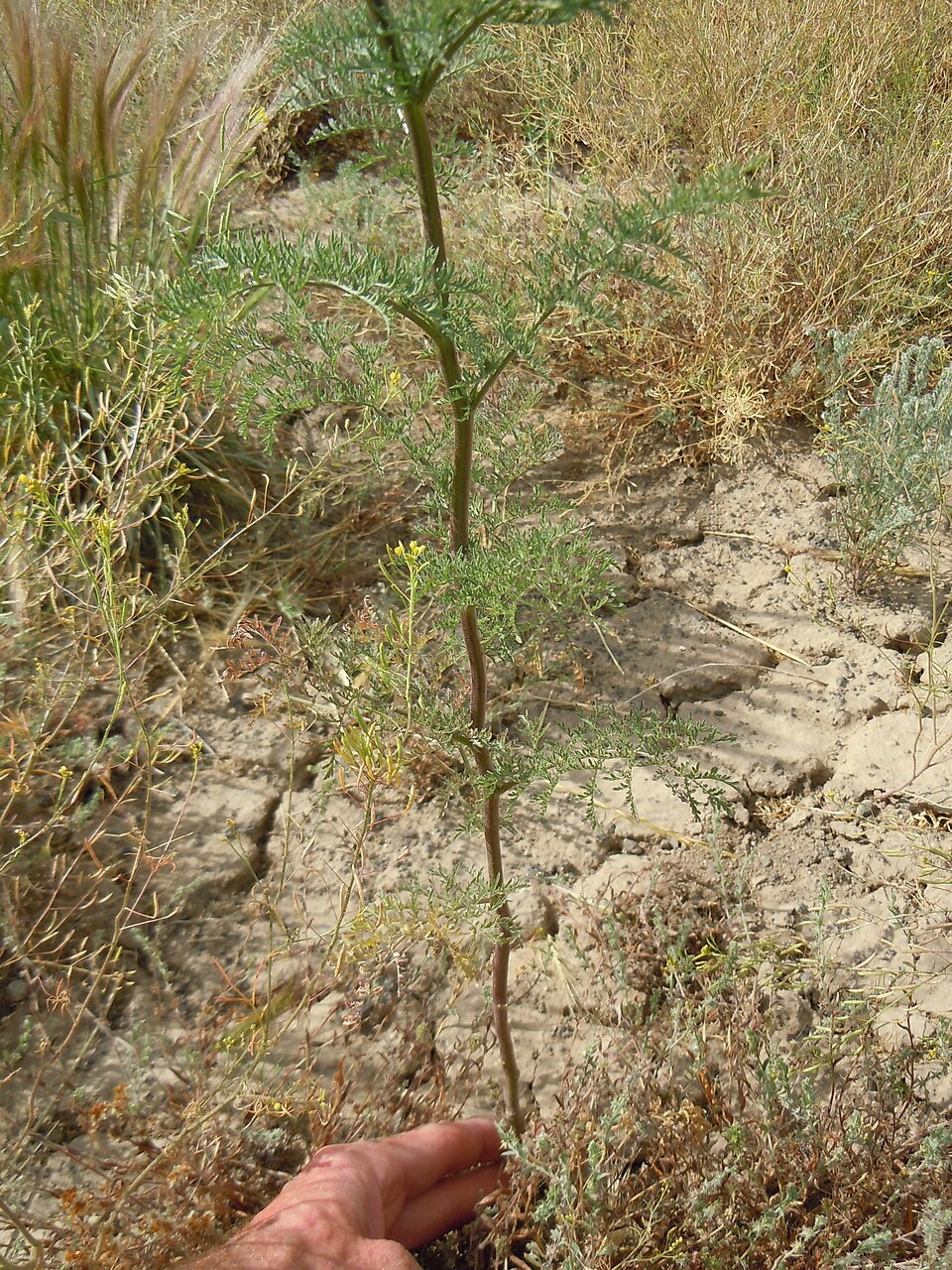Descurainia pinnata (Western Tansymustard) (alternate view 4)
