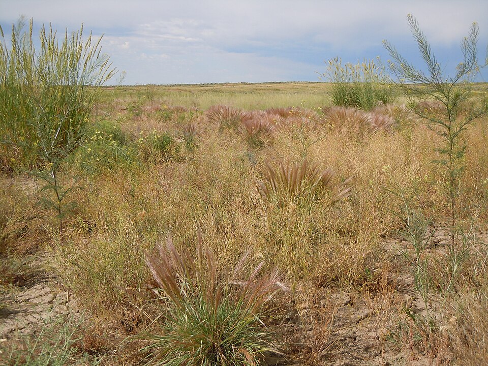 Descurainia pinnata (Western Tansymustard) (alternate view 5)