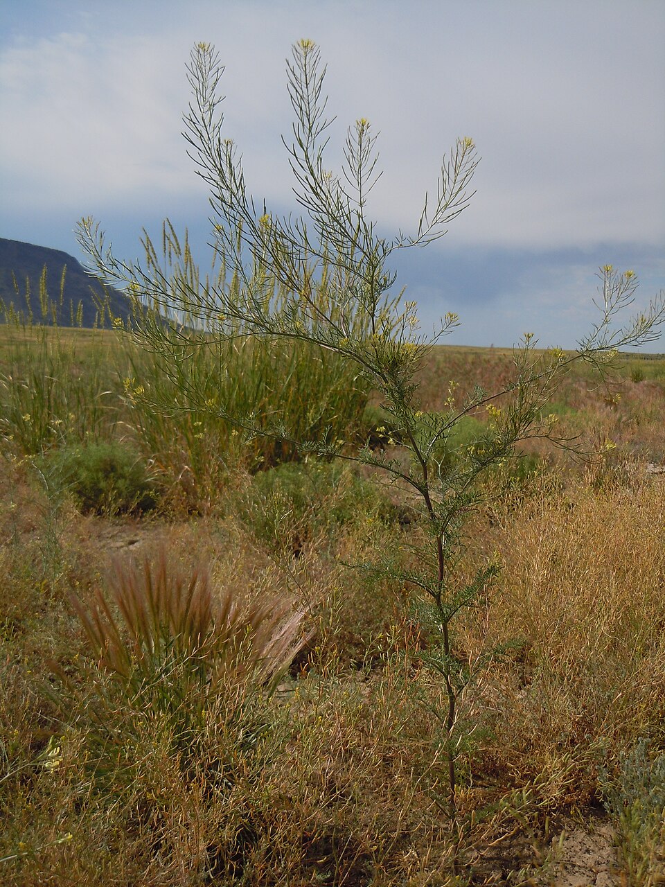 Descurainia pinnata (Western Tansymustard) (alternate view 6)