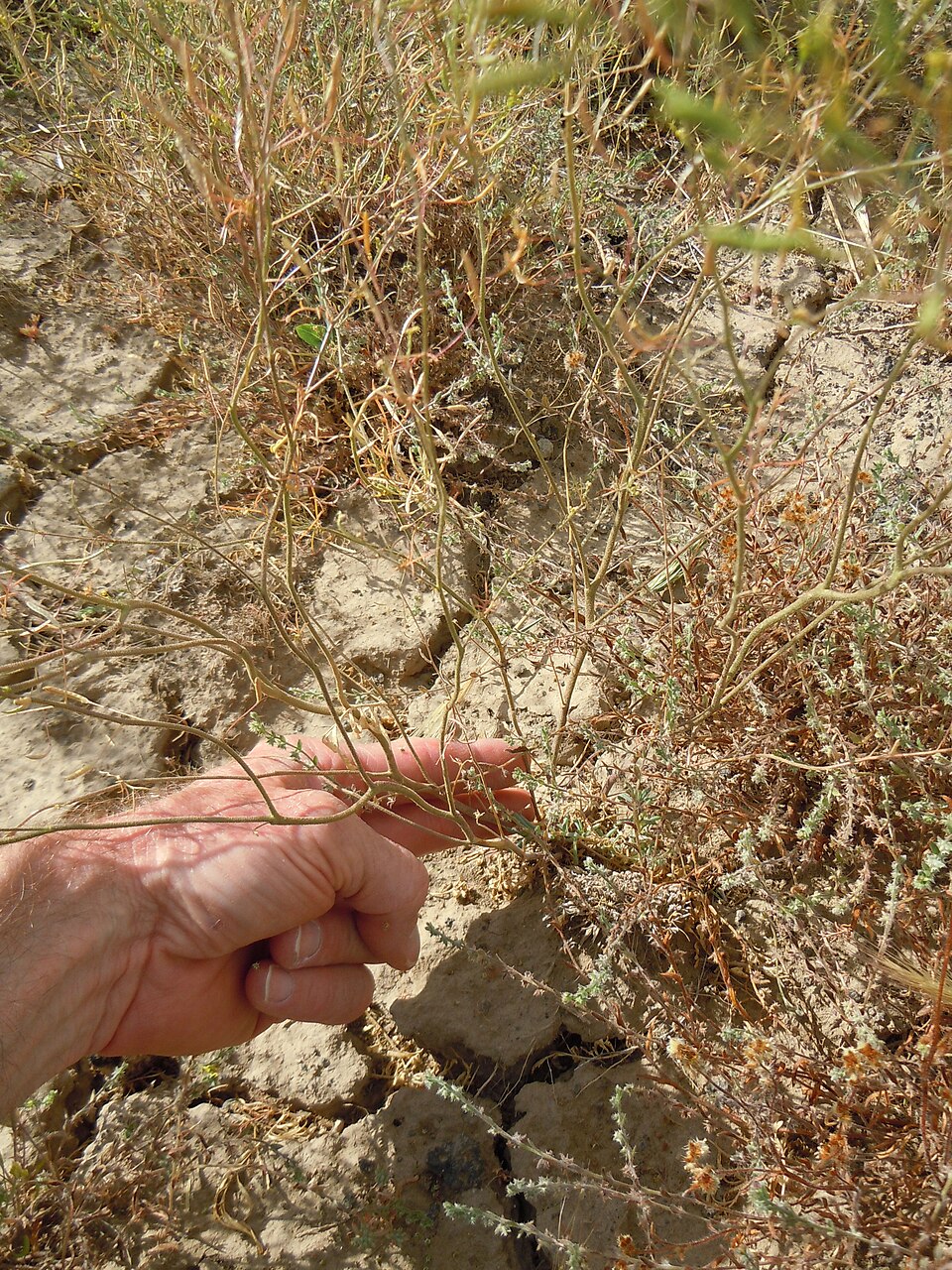 Descurainia sophia (flixweed) (alternate view 3)