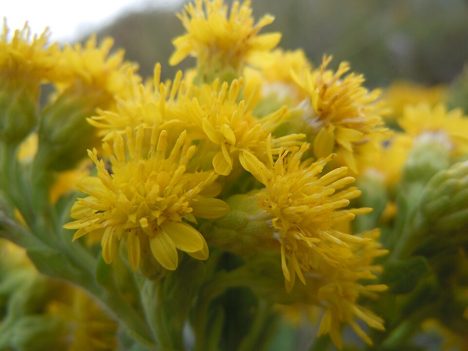 Solidago rigida (stiff-leaved goldenrod) (alternate view 8)