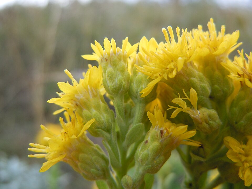 Solidago rigida (stiff-leaved goldenrod) (alternate view 9)