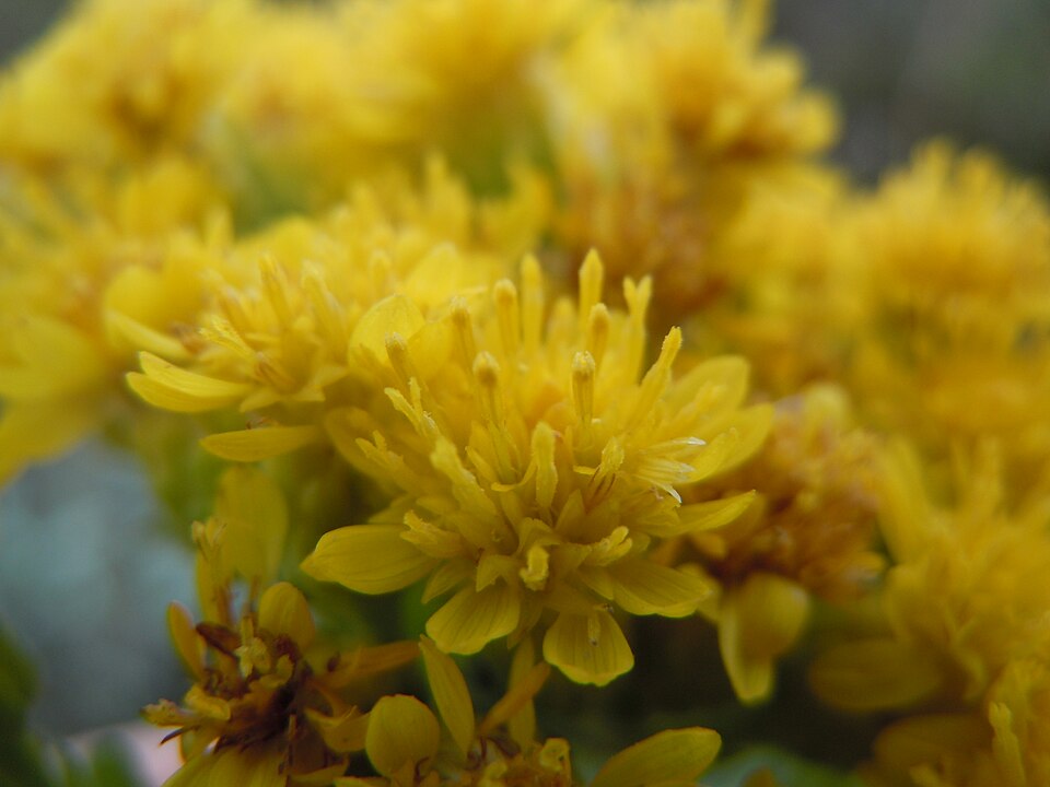 Solidago rigida (stiff-leaved goldenrod) (alternate view 10)