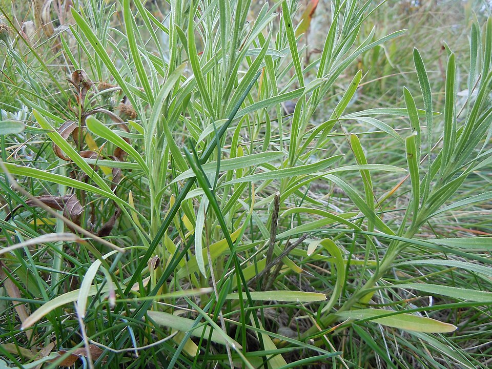 Liatris punctata (dotted gayfeather) (alternate view 4)