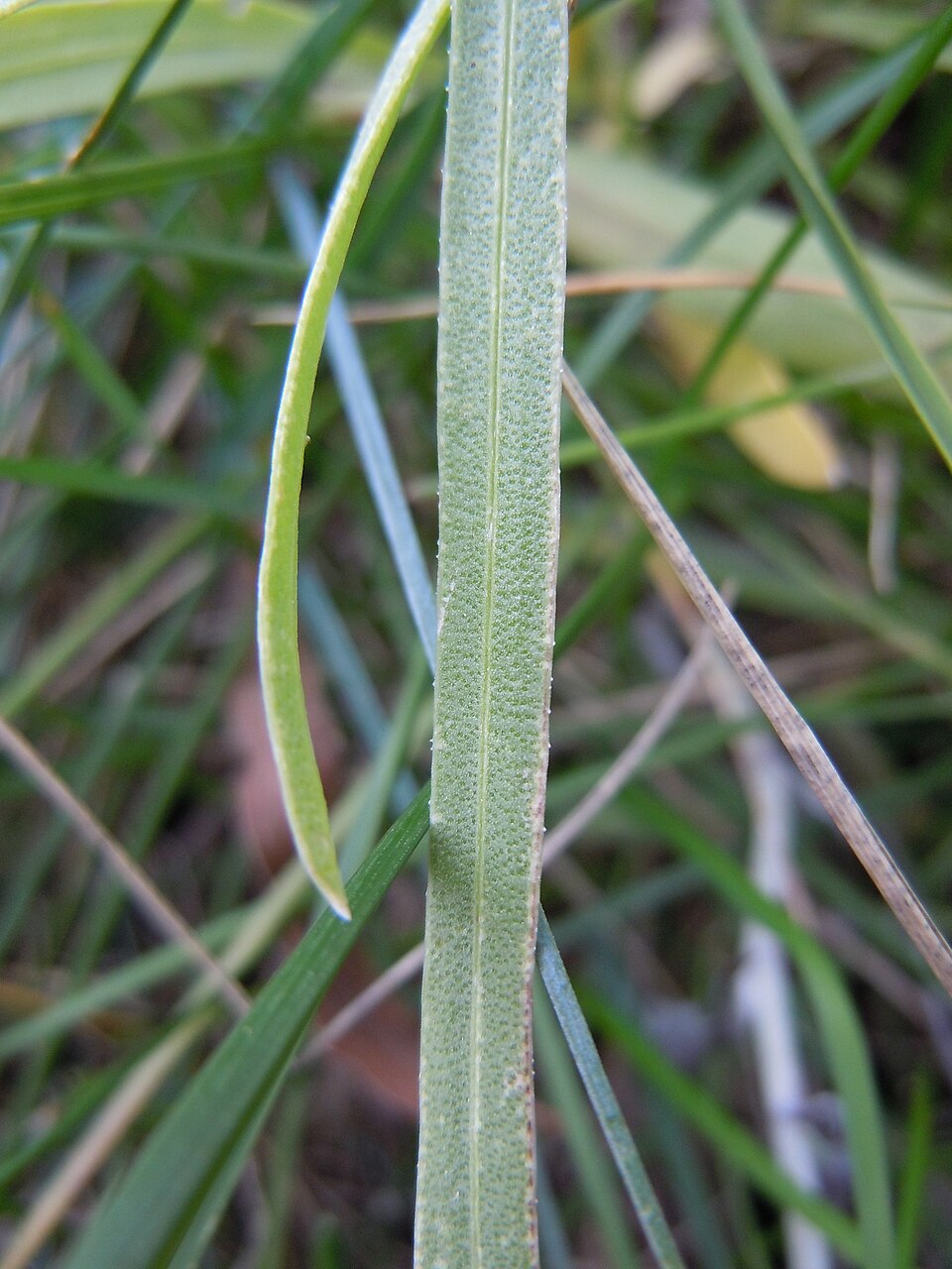 Liatris punctata (dotted gayfeather) (alternate view 5)