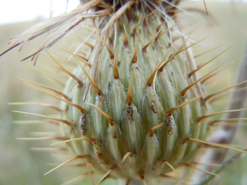 Cirsium undulatum (wavyleaf thistle) (alternate view 8)