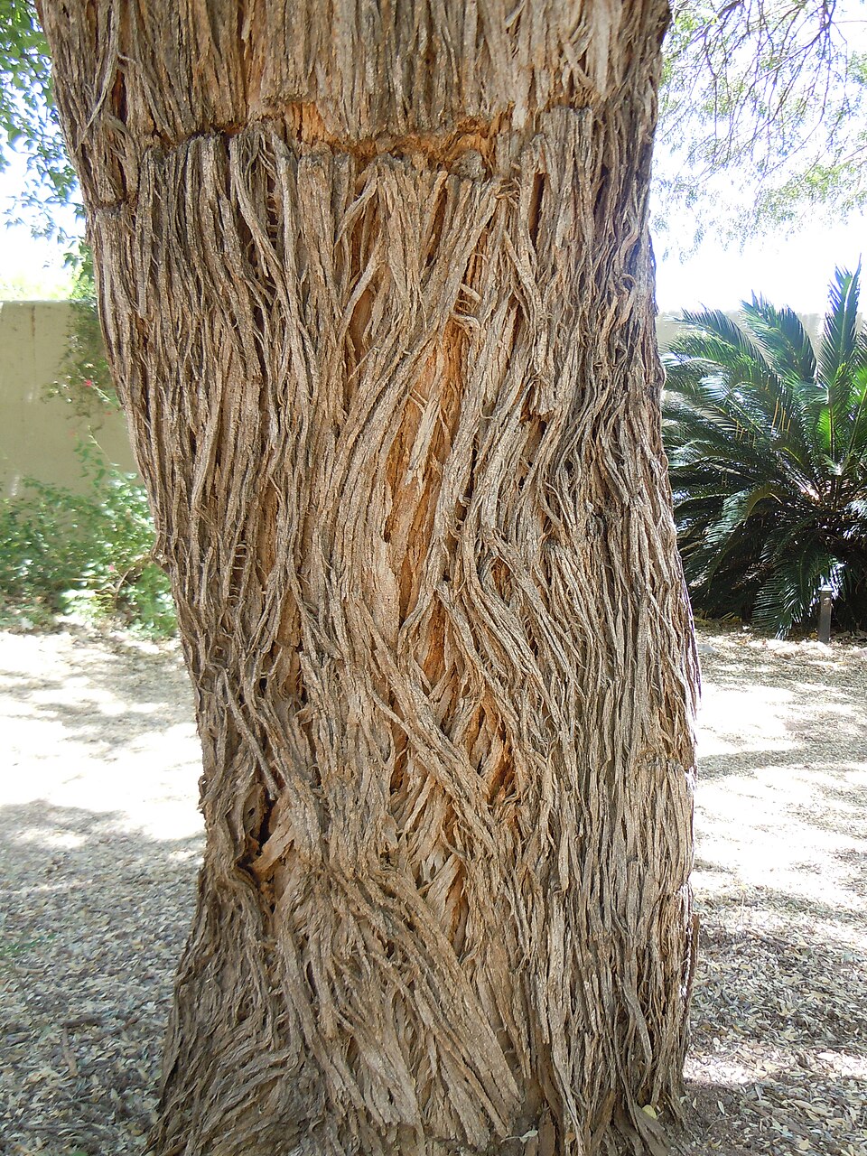 Olneya tesota (desert ironwood) (alternate view 7)