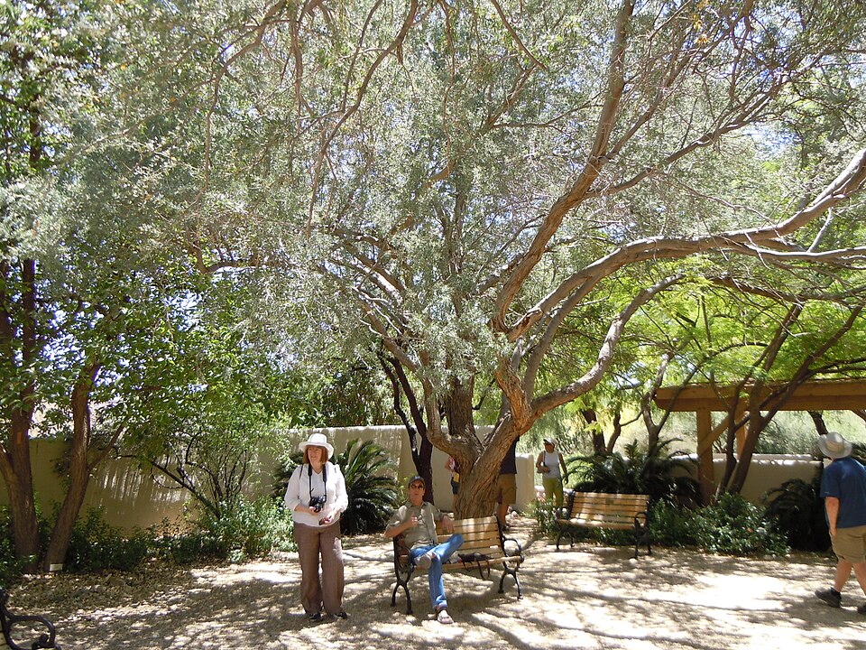 Olneya tesota (desert ironwood) (alternate view 8)