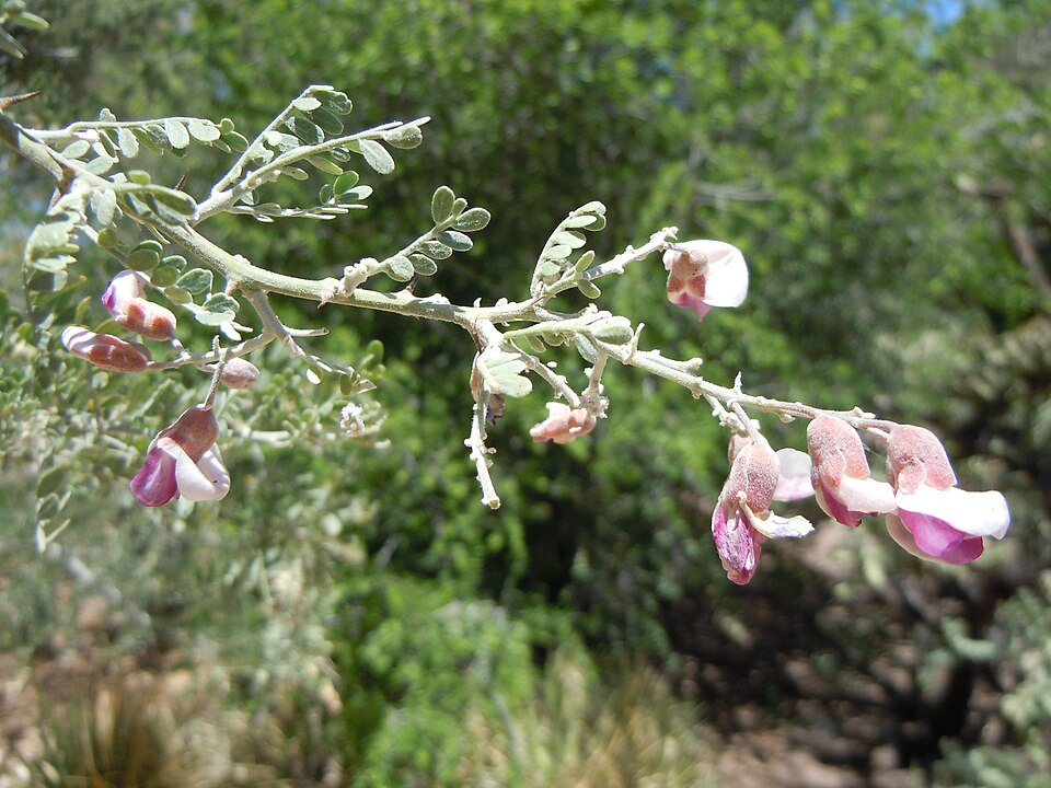 Olneya tesota (desert ironwood) (alternate view 9)