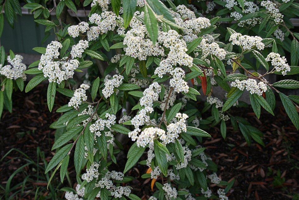 Cotoneaster salicifolius (Willow-leaved Cotoneaster)