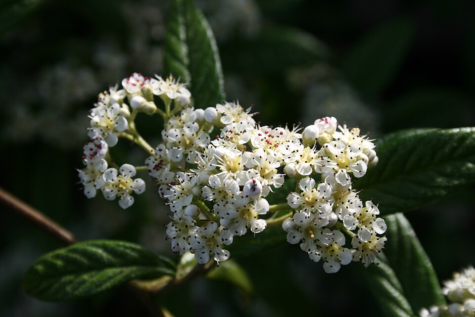Cotoneaster salicifolius (Willow-leaved Cotoneaster)