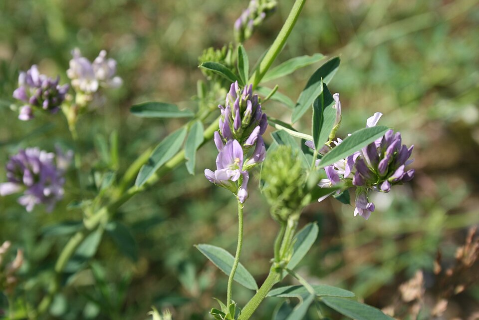 Medicago sativa (Alfalfa)