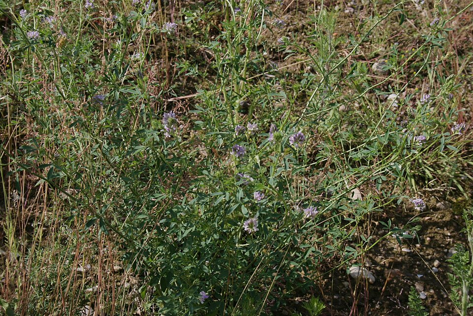 Medicago sativa (Alfalfa)