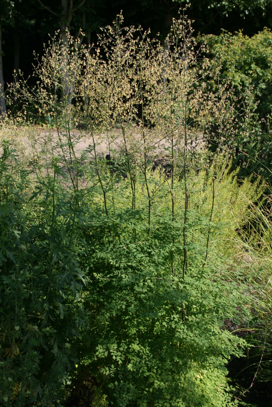 Thalictrum minus (Lesser Meadow-rue) (alternate view 6)