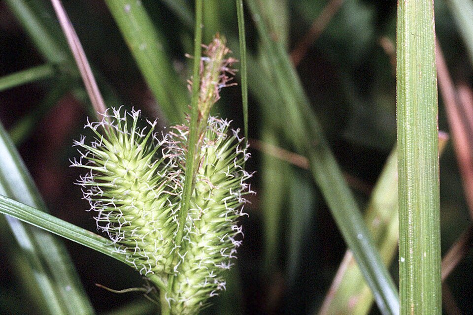 Carex lurida (sallow sedge) (alternate view 8)