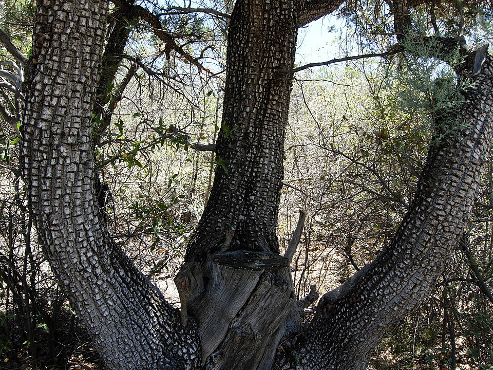 Juniperus deppeana (alligator juniper) (alternate view 5)