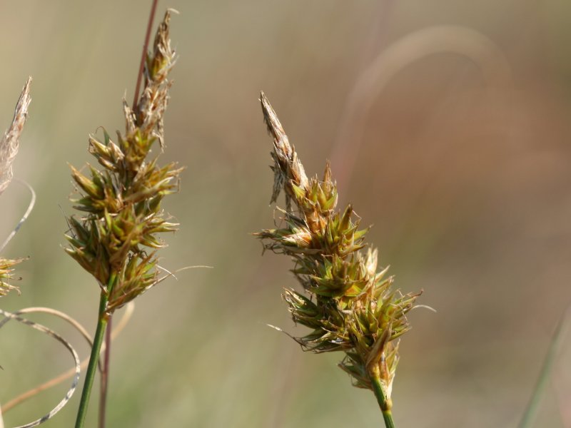 Carex arenaria (sand sedge)