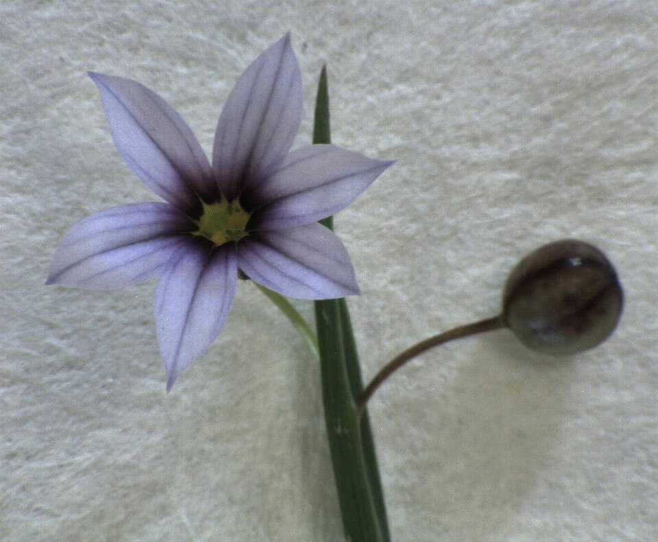 Sisyrinchium micranthum (Blue Pigroot) (alternate view 7)