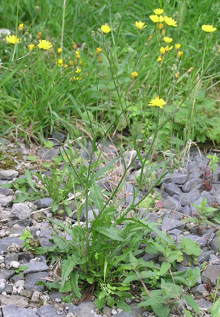 Crepis capillaris (smooth hawk's-beard)