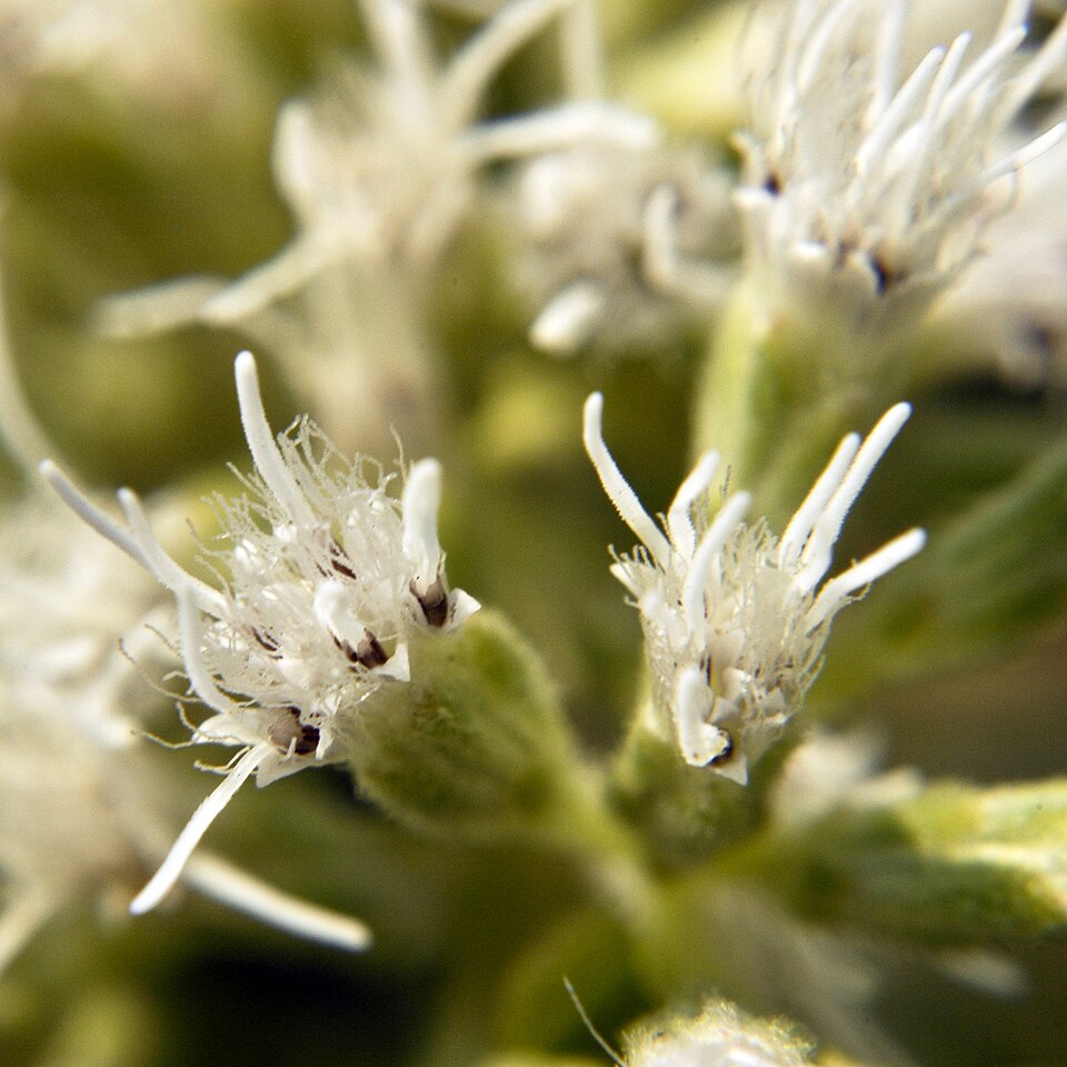 Eupatorium altissimum (tall boneset) (alternate view 7)