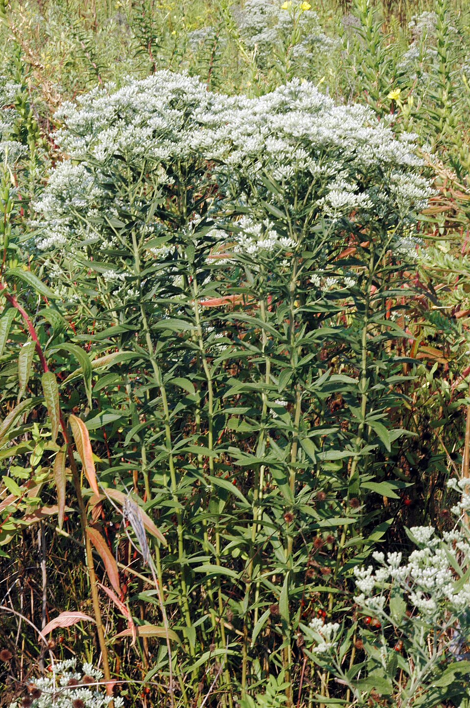 Eupatorium altissimum (tall boneset) (alternate view 8)