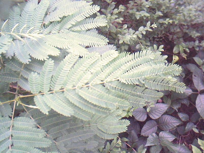 Desmanthus illinoensis (Illinois bundleflower) (alternate view 6)