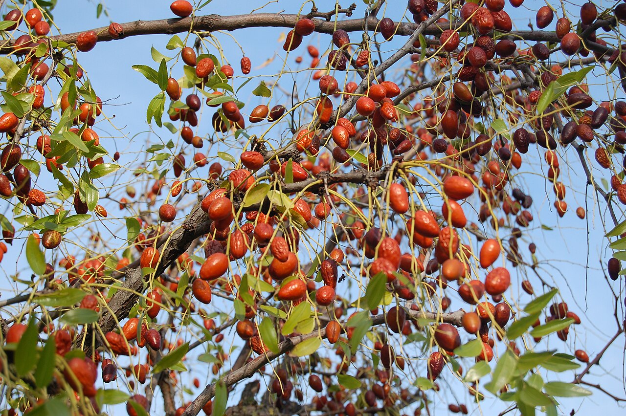 Ziziphus jujuba, Chinese jujube — upright deciduous (Rhamnaceae) (image 3 of 9)