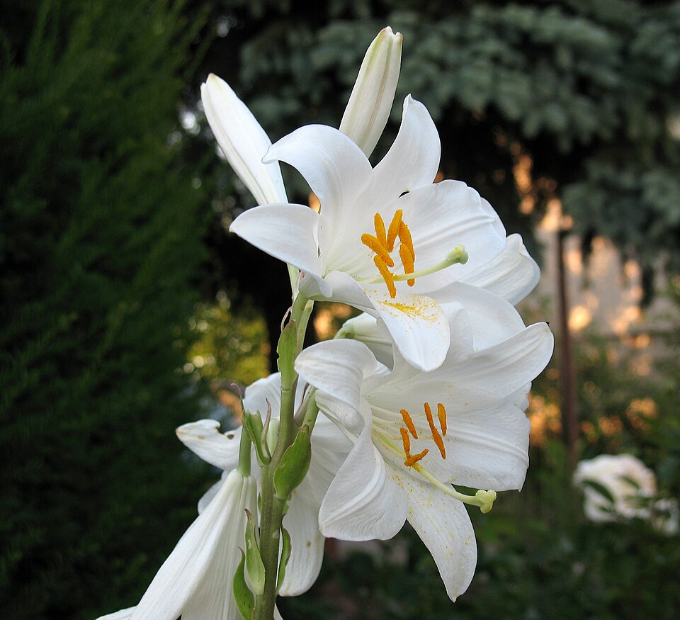 Lilium candidum (Madonna lily) (alternate view 9)