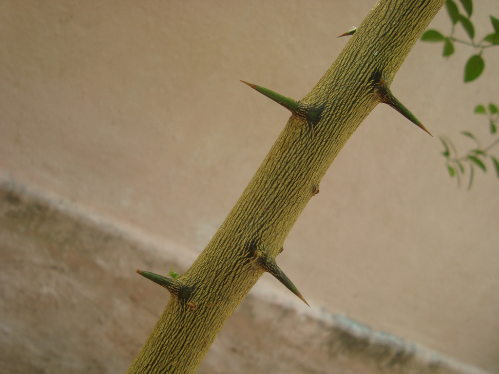 Citrus limon, Lemon — upright evergreen (Rutaceae) (image 8 of 9)