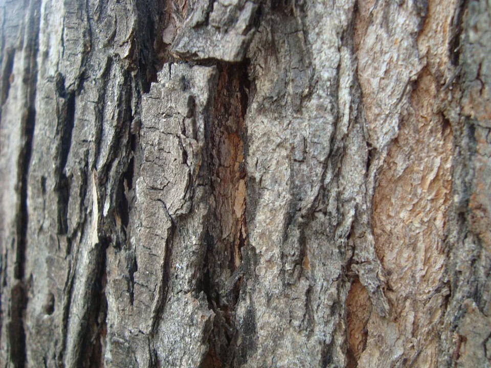 Azadirachta indica (Neem Tree) (alternate view 4)