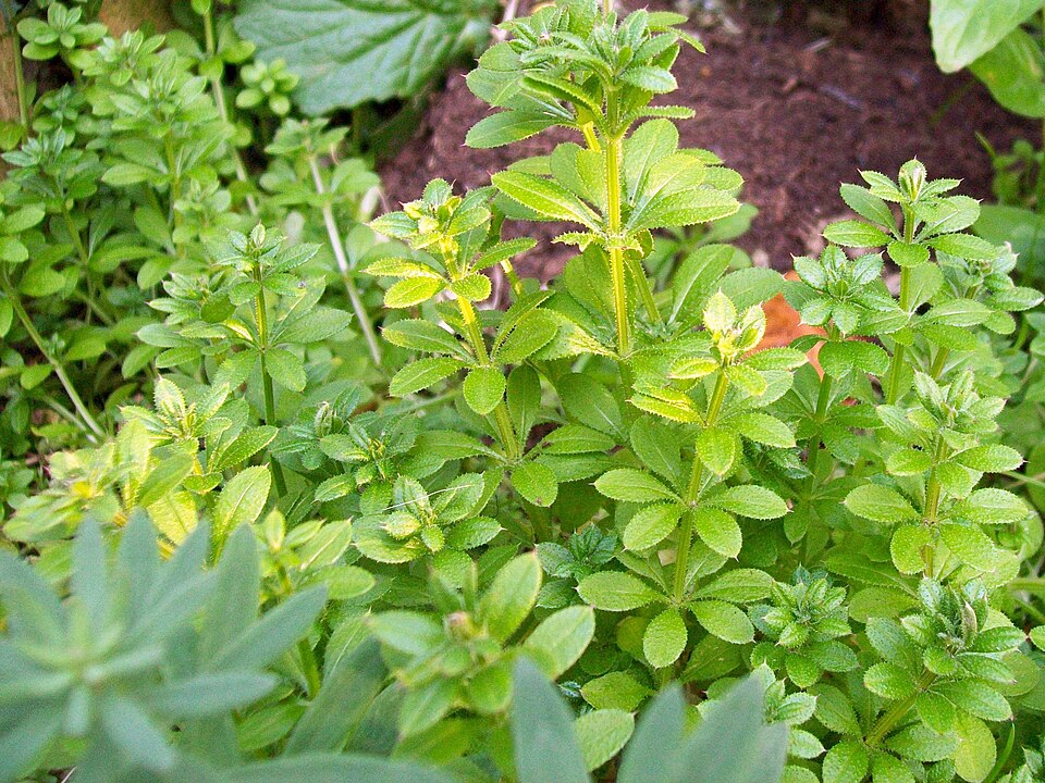 Galium aparine (cleavers (native)) (alternate view 7)