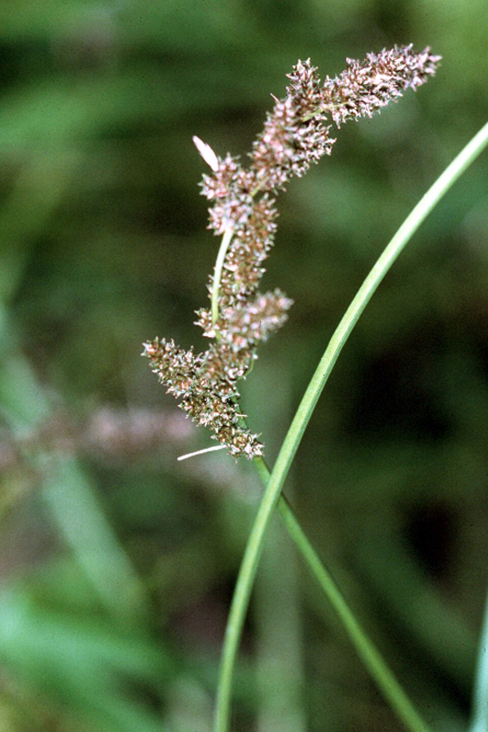 Carex decomposita (Cypress-Knee Sedge) (alternate view 5)