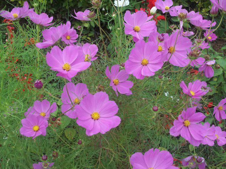 Cosmos bipinnatus (cosmos) (alternate view 10)