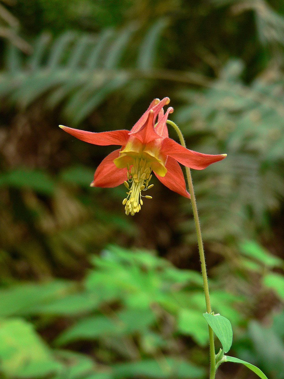 Aquilegia formosa (Red Columbine) (alternate view 6)