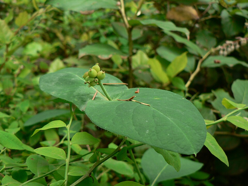 Lonicera ciliosa (trumpet honeysuckle) (alternate view 9)
