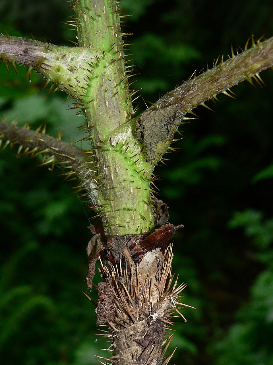 Oplopanax horridus (devil's club) (alternate view 6)