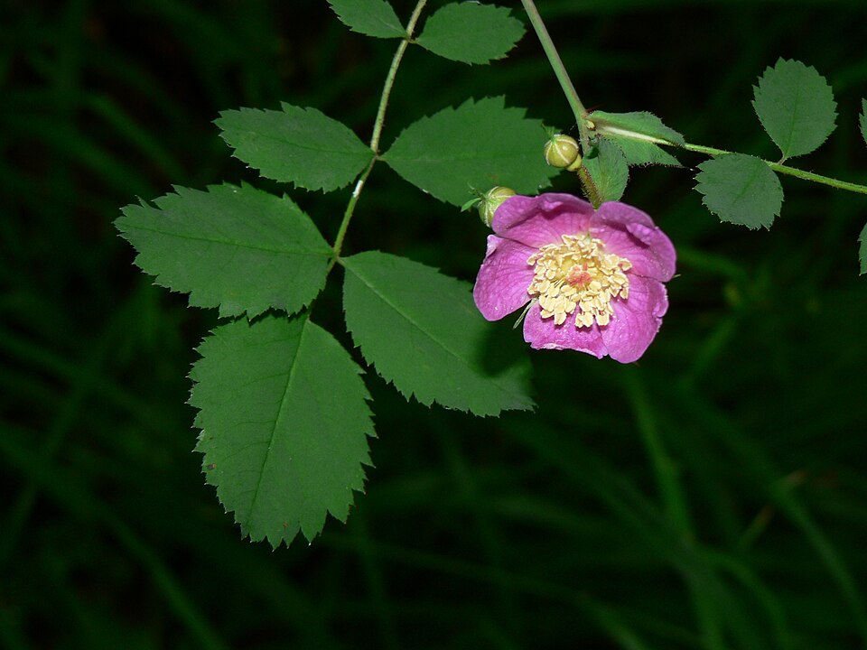 Rosa gymnocarpa (bald-hip rose) (alternate view 6)