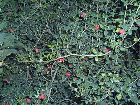Alyxia buxifolia (Sea Box) (alternate view 6)