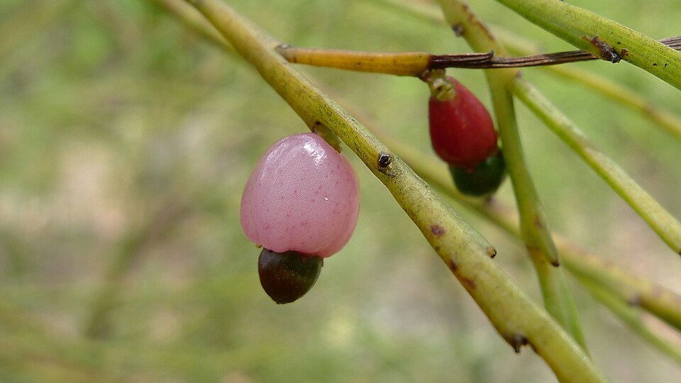 Exocarpos strictus (Pale-fruit Ballart) (alternate view 6)